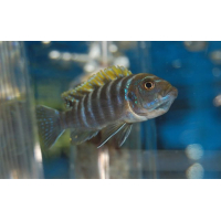 Cynotilapia Afra
